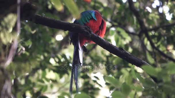 Quetzal masculino vestir-se sobre ramo em 4K — Vídeo de Stock