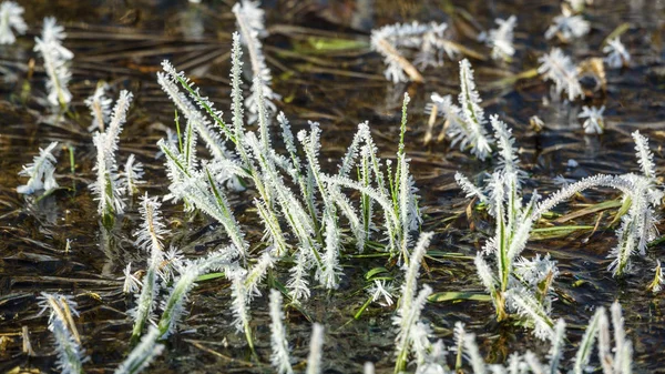 Bevroren gras in de rivier — Stockfoto