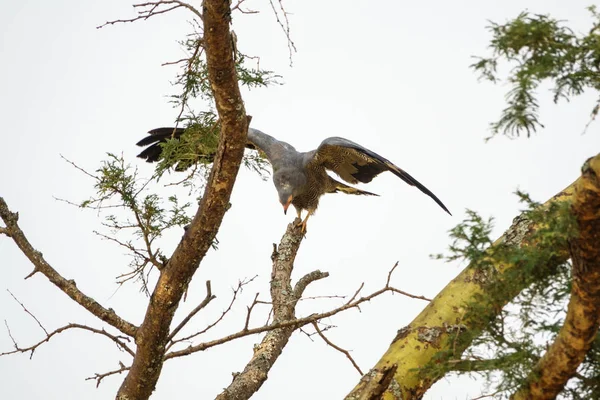 Eagle zitstokken bovenop droge tak — Stockfoto