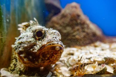 Üzgün balık akvaryum içinde closeup