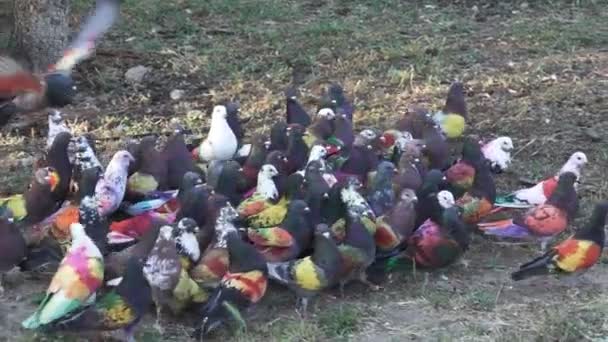 Competencia de palomas colombianas en tierra en cámara lenta — Vídeo de stock