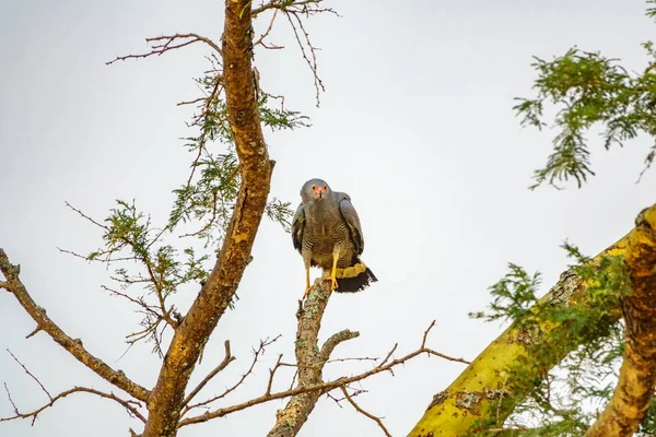 Águila encima de la rama seca —  Fotos de Stock