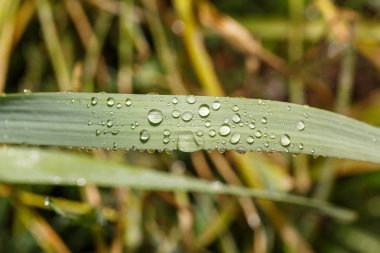 çim bıçak üzerinde su damlaları