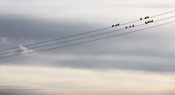 Czarne ptaki perching na linii zasilania — Zdjęcie stockowe