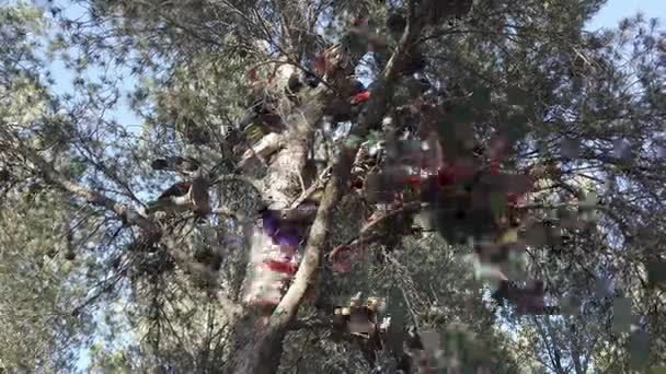 松の木にコロンバイン ハト競争 — ストック動画