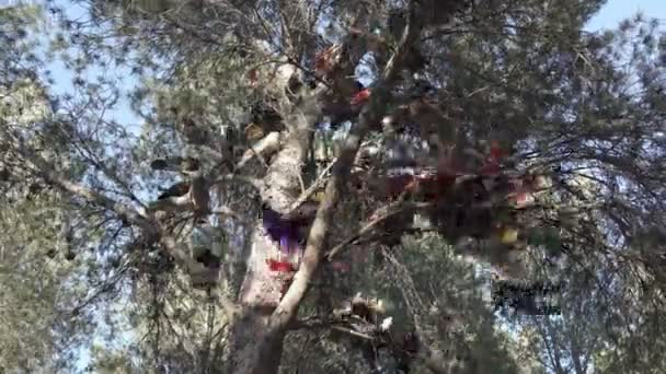 Colombine pigeon compétition sur le pin 