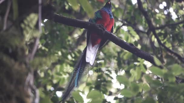 Quetzal limpeza masculina sobre ramo em 4K — Vídeo de Stock