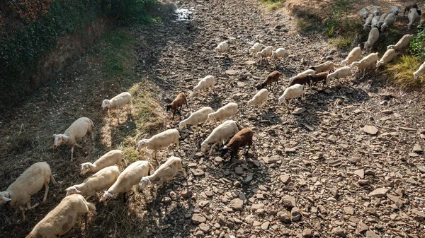 Schapen vee over droge rivierbedding — Stockfoto