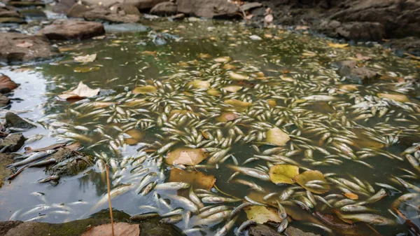 Pesce morto nella restante pozza d'acqua del letto del fiume — Foto Stock