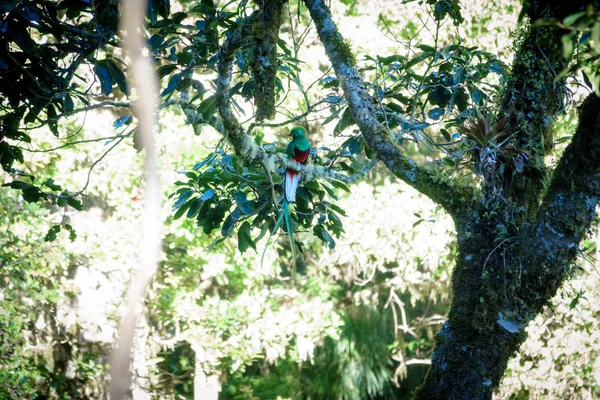 Bel oiseau Quetzal dans un habitat tropique naturel — Photo