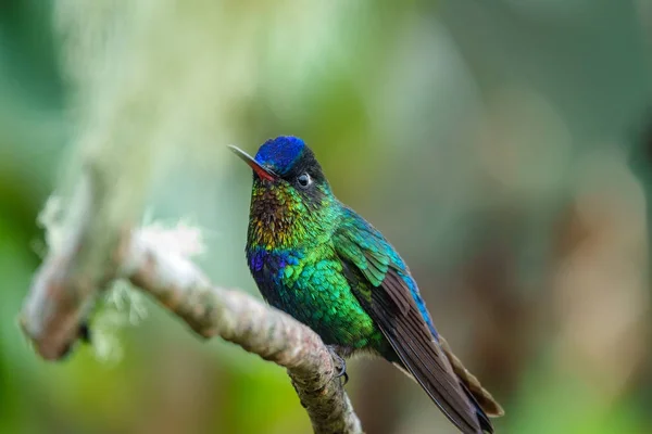 Kolibri grün, rot und blau über Zweig. — Stockfoto