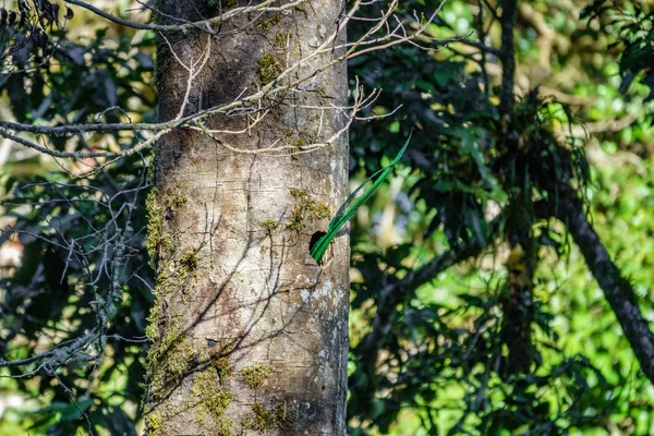 Schöne quetzal schwanzfedern außerhalb nest in natur tropischen lebensraum von costa rica — Stockfoto