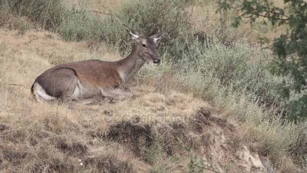 Female deer laid down feeding and moving ears — Stock Video