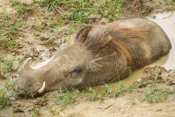 Knobbelzwijn in een modder vijver — Stockfoto