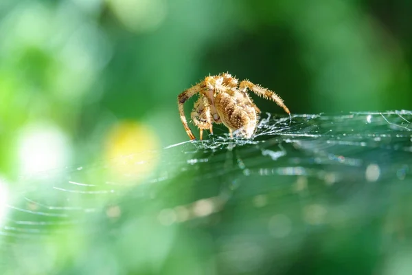 Visão de close-up da aranha sobre teia de aranha — Fotografia de Stock