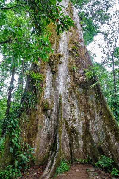 Panoramik manzaralı büyük ormanda — Stok fotoğraf