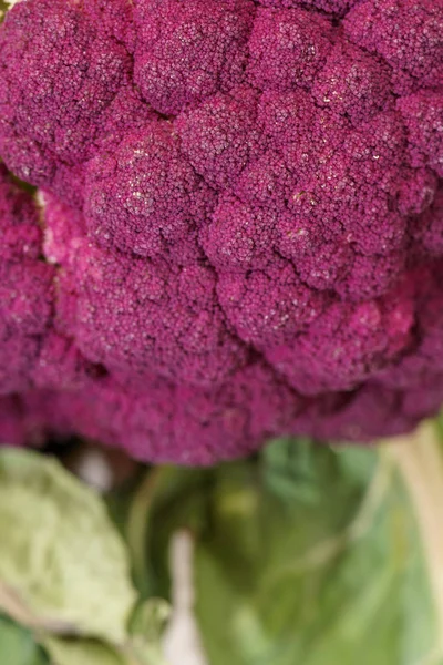 Lila Broccoli Vegan närbild makro bakgrund — Stockfoto