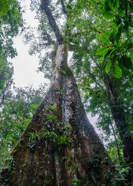 Vertical view of huge tree in the forest — Stock Photo, Image