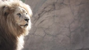 Ağır çekim çerçevenin sol tarafında aslan