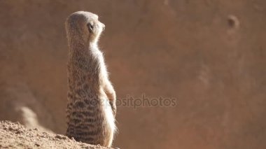 Yavaş çekimde izlerken suricate ayakta dik