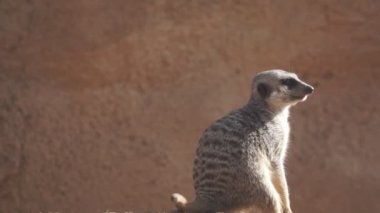 Dik yavaş hareket içinde yetiştirme suricate