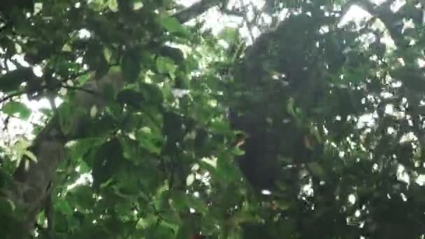 Schimpans i skogen går upp trädet — Stockvideo