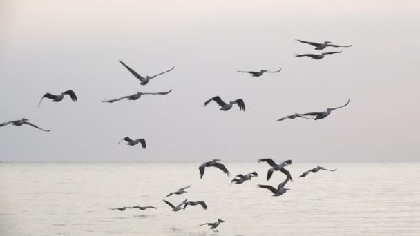 Pelikangruppe fliegt in Zeitlupe in der Dämmerung — Stockvideo