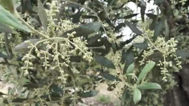 Ветка оливкового дерева, ветреный день — стоковое видео