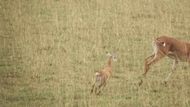 Uganda kobus kob bebê correndo atrás da mãe em super câmera lenta — Vídeo de Stock