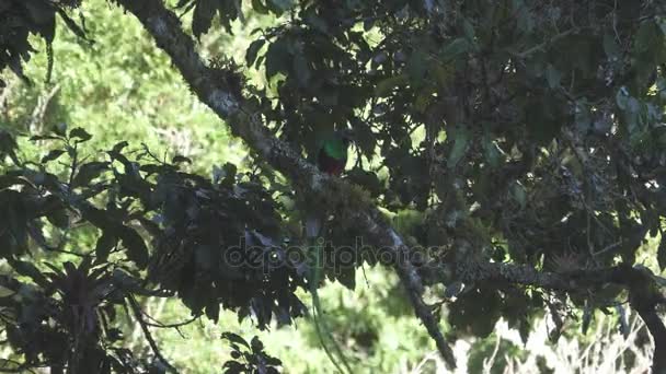 Quetzal fågel med bugg i näbben över trädgren — Stockvideo