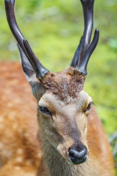 Male deer head and antler closeup