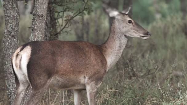 Дикая самка оленя двигает головой и ушами — стоковое видео
