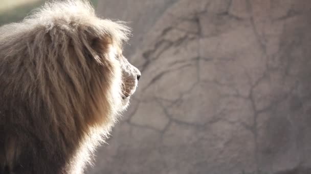 Movimiento lento de un león girando la cabeza — Vídeos de Stock