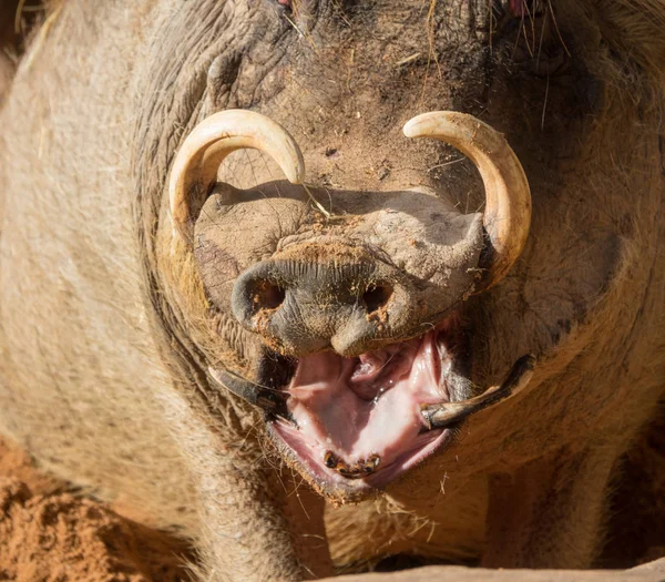 Primer plano de warthog con gran canino y hocico —  Fotos de Stock