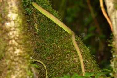 Ormanda ağaç gövdesi üzerinde yılan