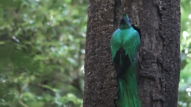 Pájaro Quetzal llega a anidar en el agujero del árbol — Vídeo de stock