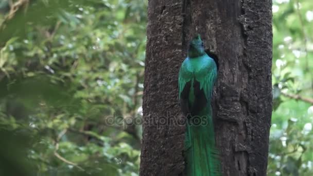 Ptak Quetzal w gniazdo na drzewo dziura — Wideo stockowe