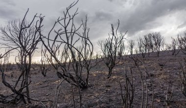 Harap yanmış ormanı
