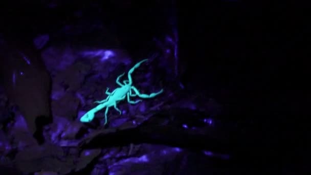 Movement of tweezers and tail of a scorpion under ultraviolet light. — Stock Video