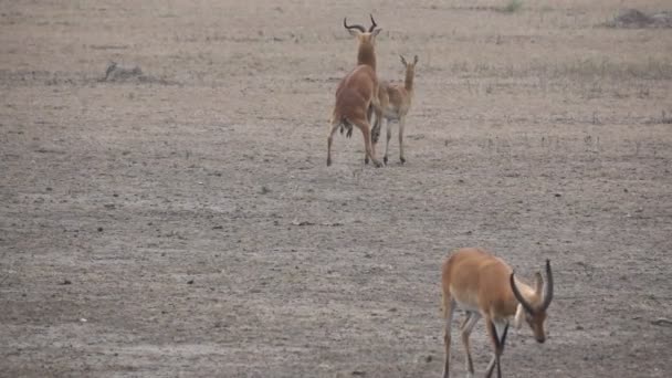 Uganda kobus ganador y perdedor de la reproducción sexual en cámara súper lenta — Vídeo de stock