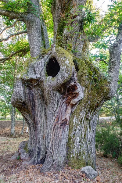 Obrovský kaštan kmen — Stock fotografie