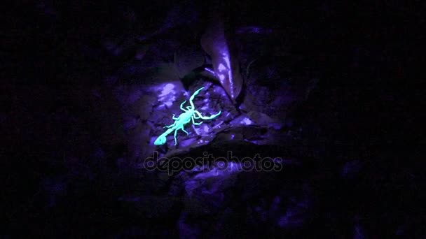 Rörlighet för pincett och svans av en skorpion under ultraviolett ljus. — Stockvideo