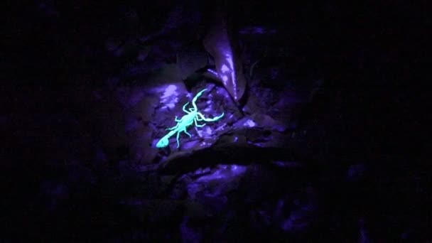 Mouvement des pinces à épiler et de la queue d'un scorpion sous la lumière ultraviolette .