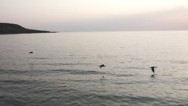 Mnoho kormoránů zpomaleně letící nad vodu při západu slunce — Stock video