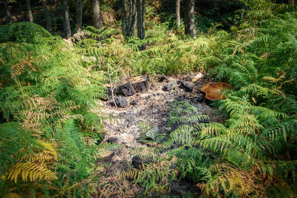 シダで野生の城壁で焚き火 — ストック写真