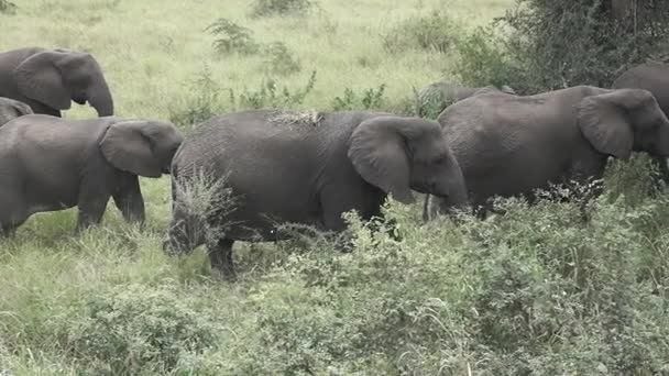 Супер замедленная съемка прогуливающейся группы слонов — стоковое видео