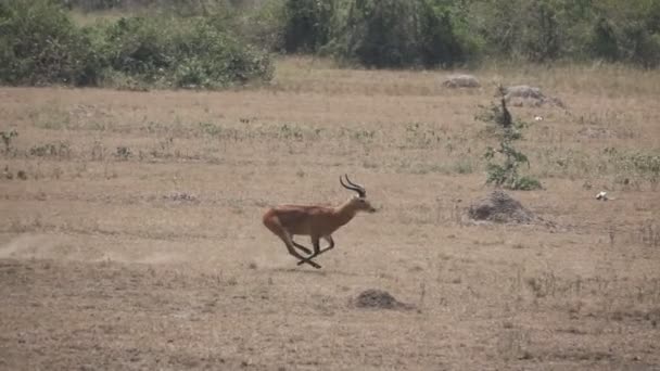 Uganda kobus kör i super slow motion — Stockvideo