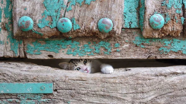 Mały kotek głowy nogi stare drewniane drzwi otwór przelotowy — Zdjęcie stockowe