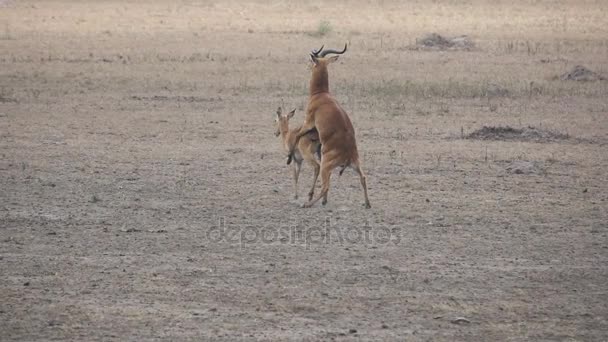 Uganda kobus sexual reproduction in super slow motion — Stock Video