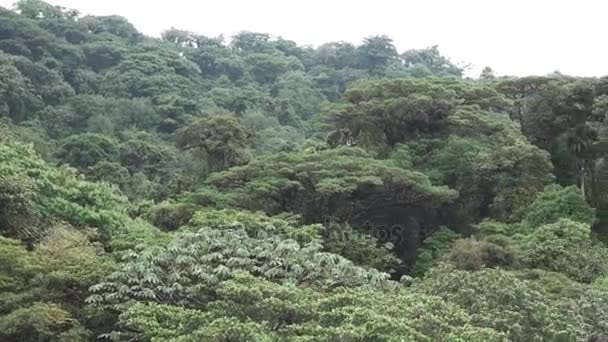 Zip-Line Zip-Line extrême à Monteverde 